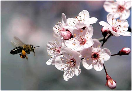 花间飞舞：4月2日，德国法兰克福附近的Bruchkoebel，一只蜜蜂在桃花丛中盘旋。春日的阳光已经让气温升到 ...