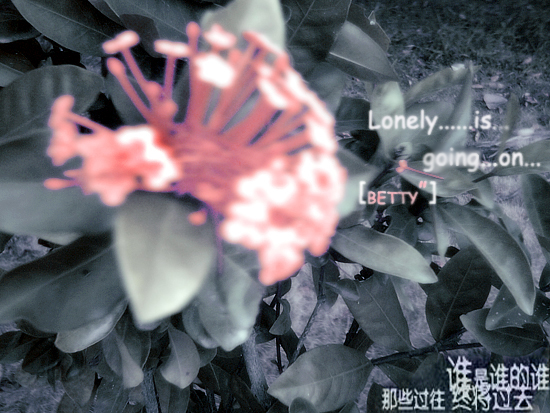 花...lonely副本.jpg