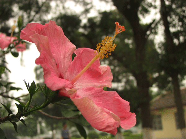 学校的花