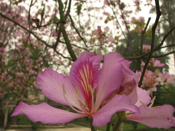 学校的花……