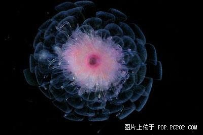 百慕大深海里神秘又诡异的生物.jpg