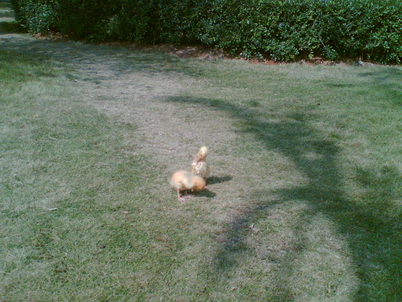 Image(340).jpg