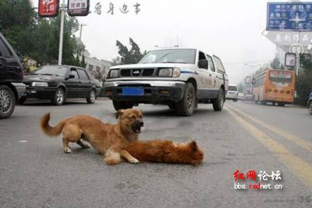 一小狗遭遇车祸，同伴舍命救助，使尽全力想把小狗拖到路的对面。面对一辆辆呼啸而过的车辆，那只狗并没 ...