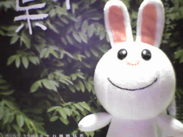 可爱的小白.jpg