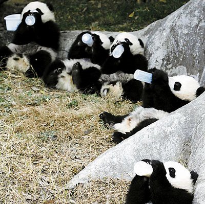在喝奶.gif