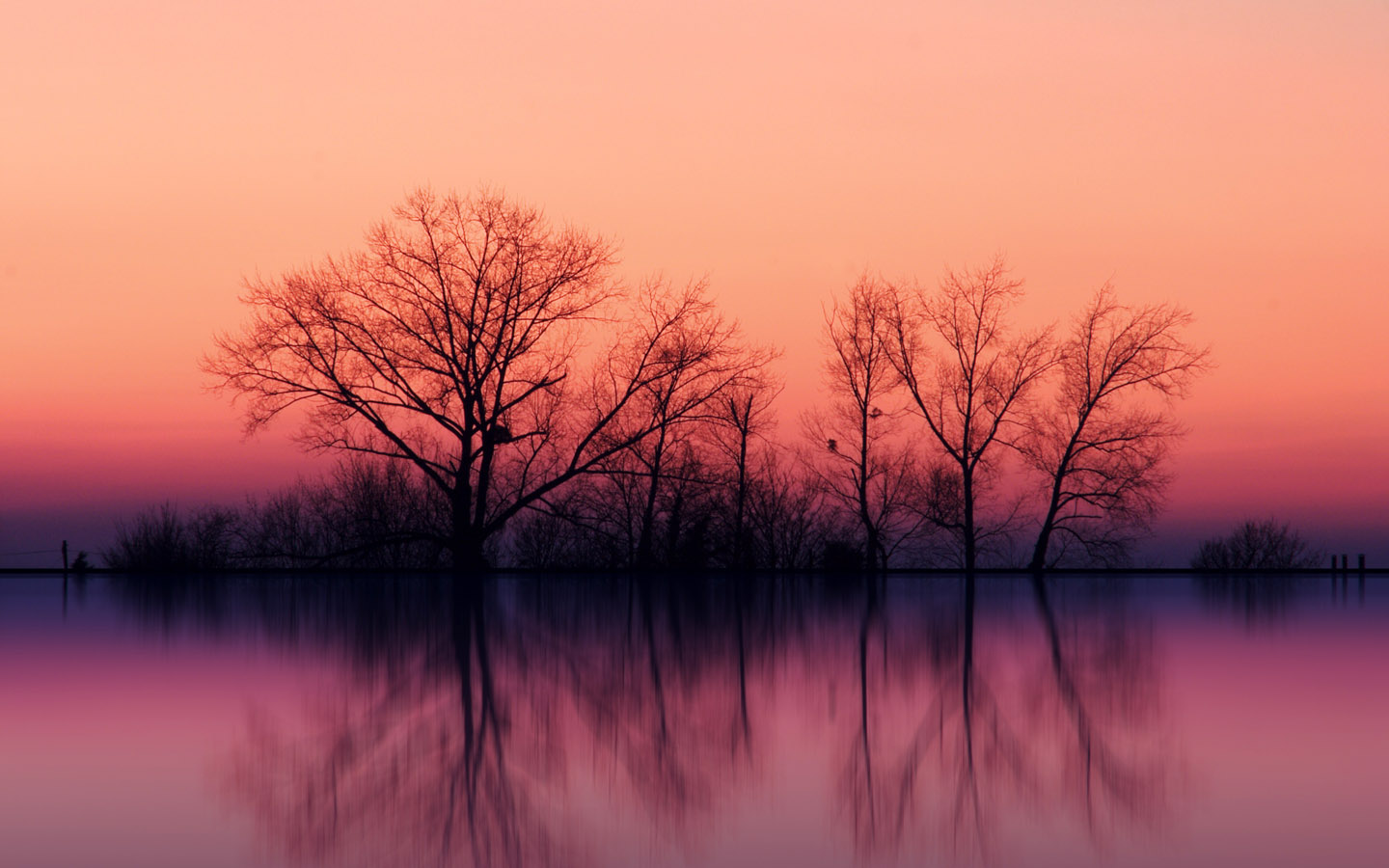 00696_treesatdusk_1440x900.jpg