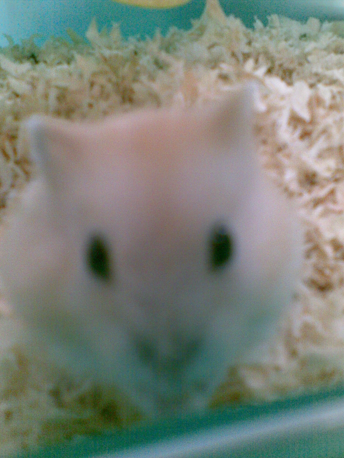 20090218_008.jpg