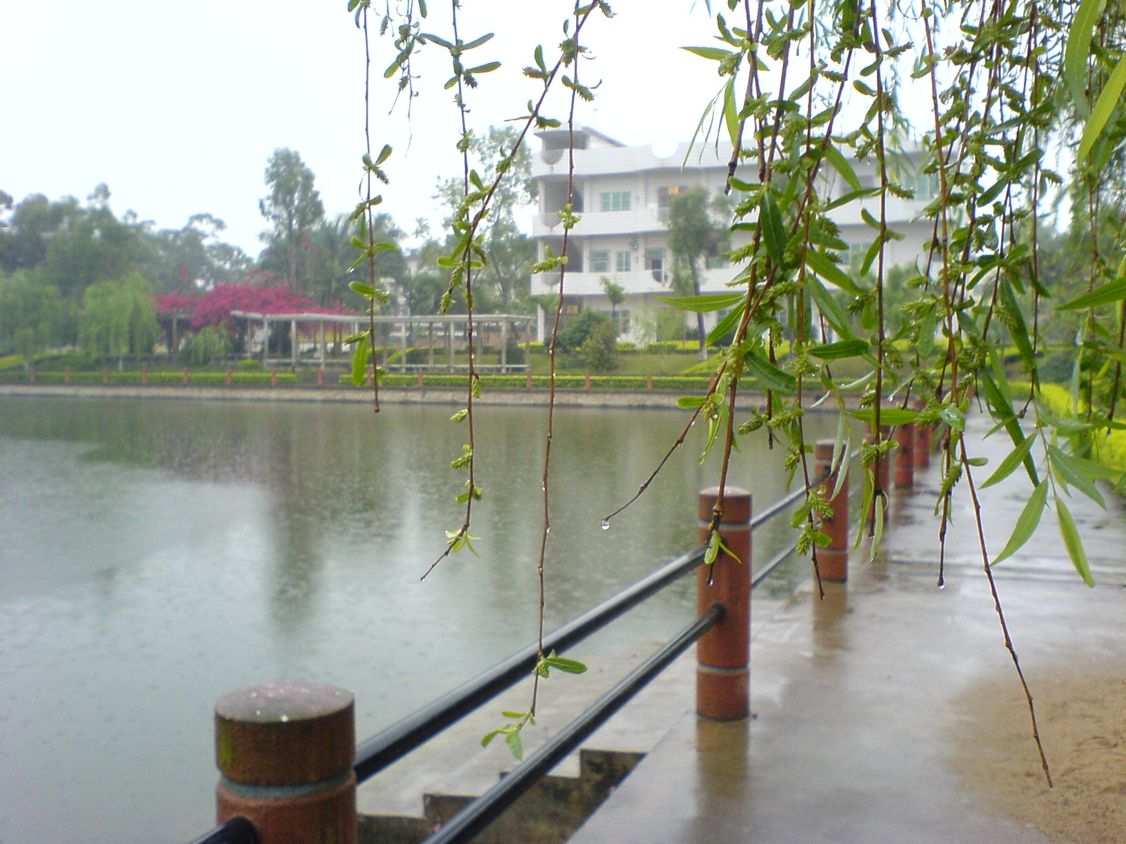 思明湖掠影：雨.JPG