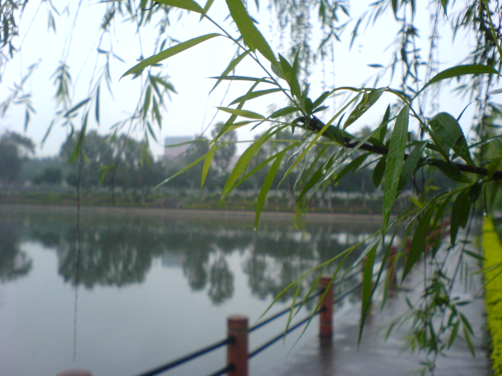虹柳欲孽2.JPG