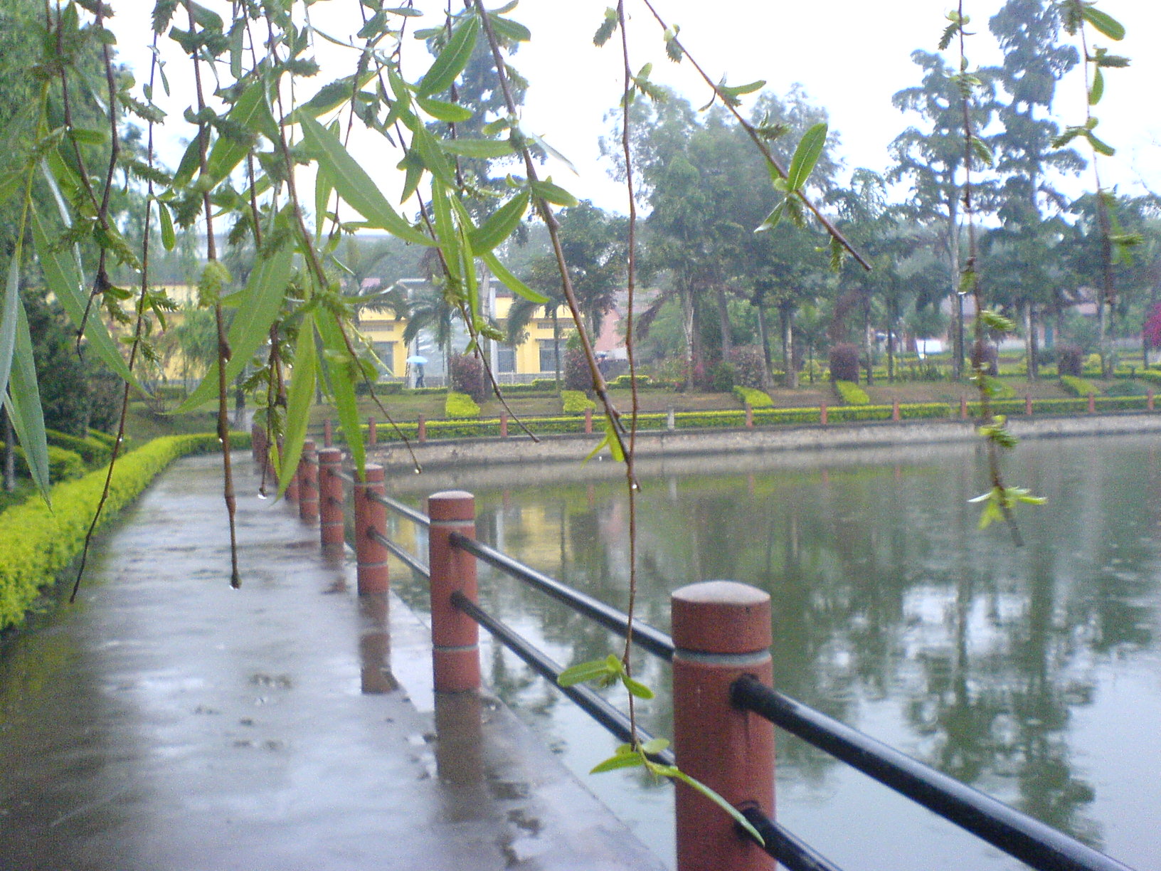 柳果映路.JPG