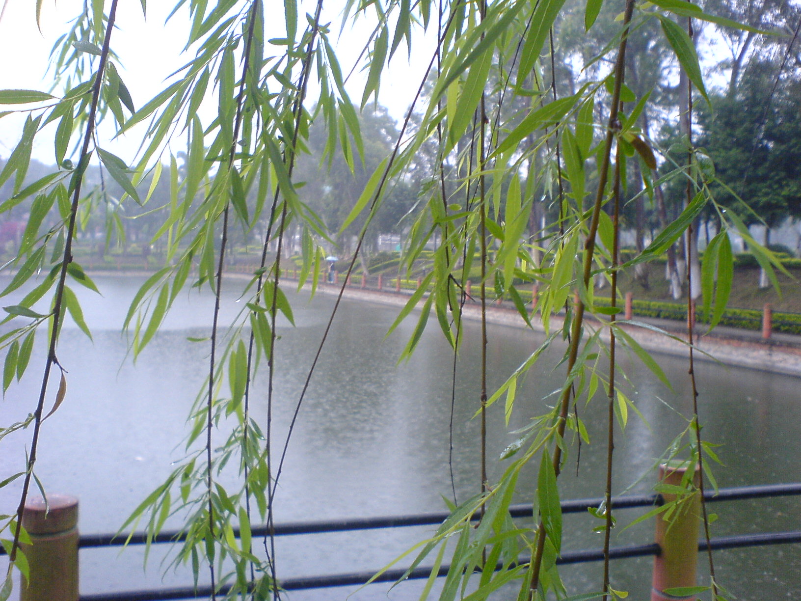 思明雨又风.JPG