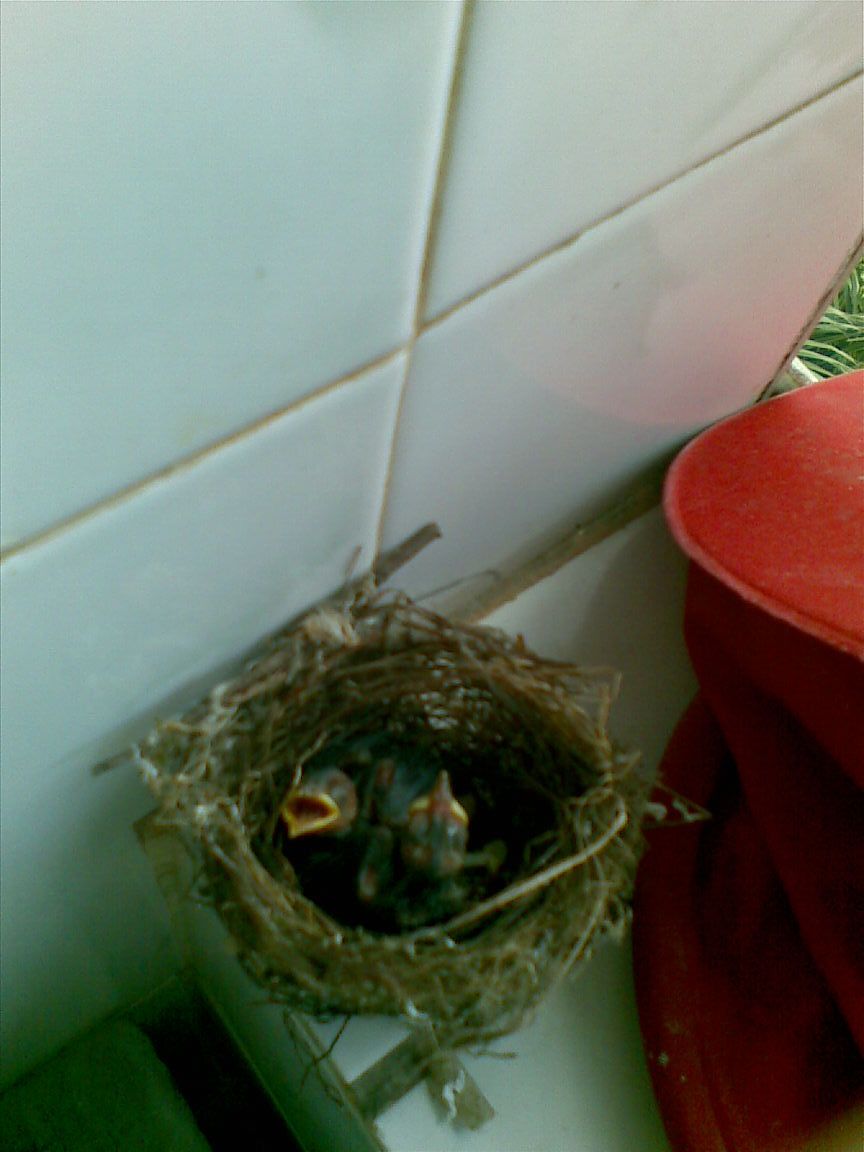 20090616(002).jpg