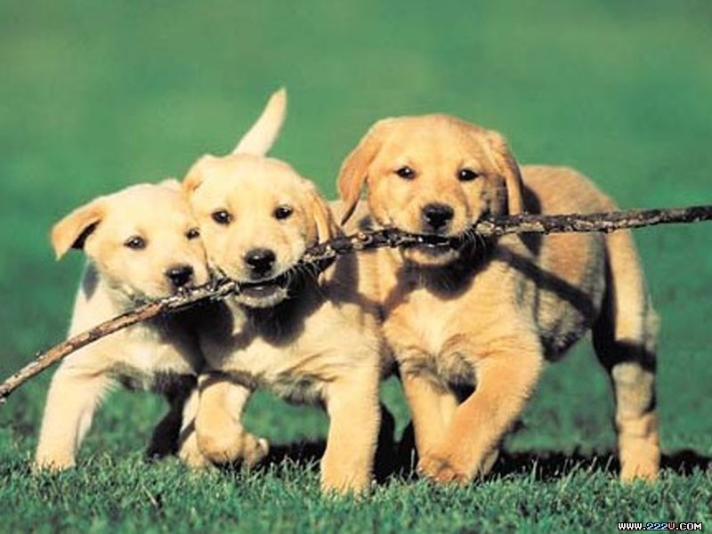 dog4.jpg