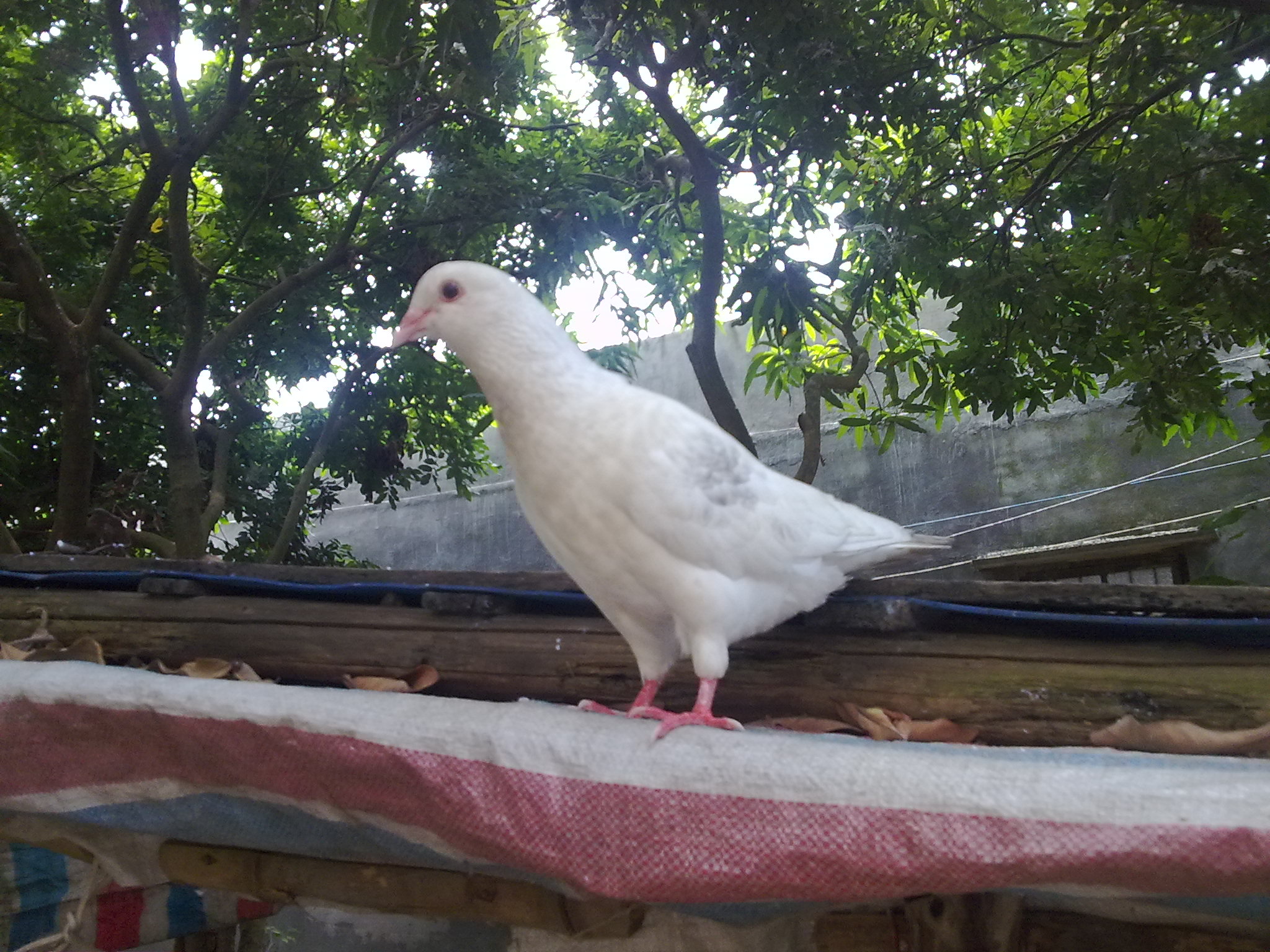 20090823187.jpg