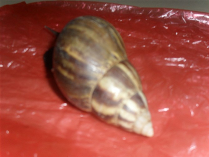 惧光
