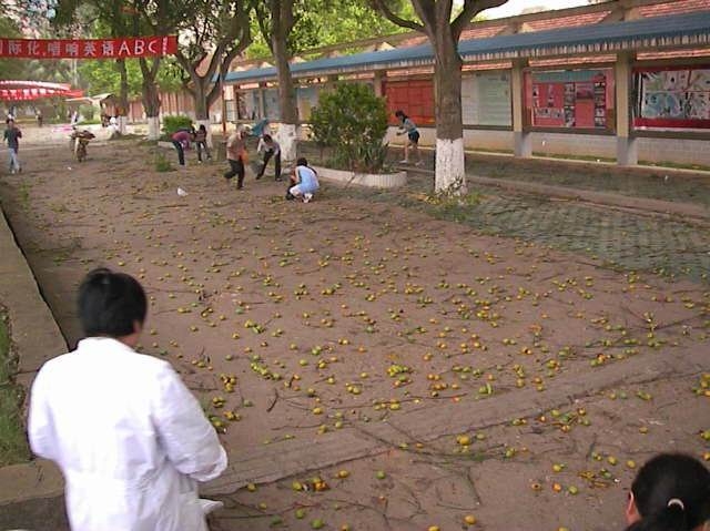 没见过这么多的芒果！