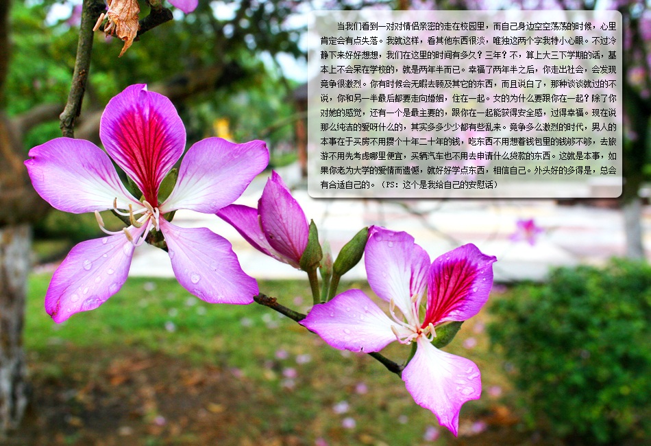 大学的爱情3.jpg