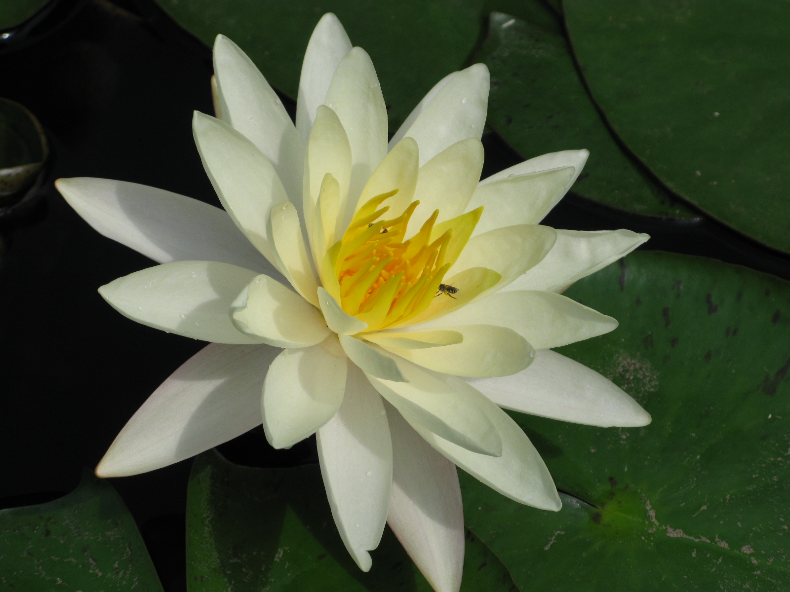 这个，叫爆莲花