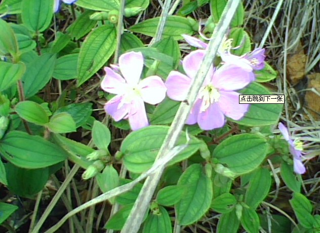 这是野花      但我没采